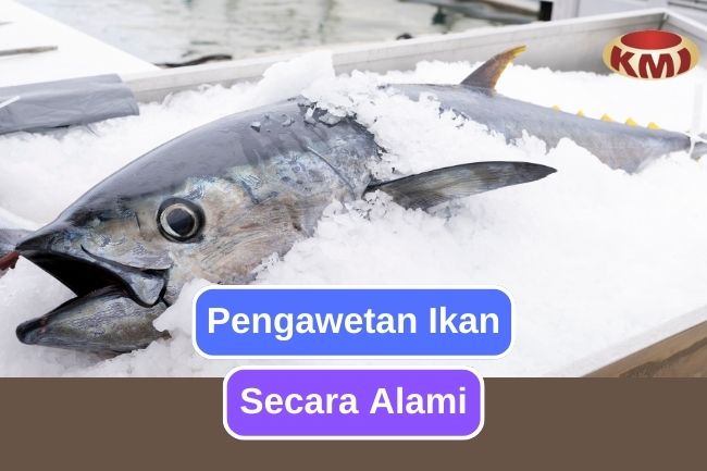 Ketahui Pengawetan Alami untuk Pengawetan Ikan 